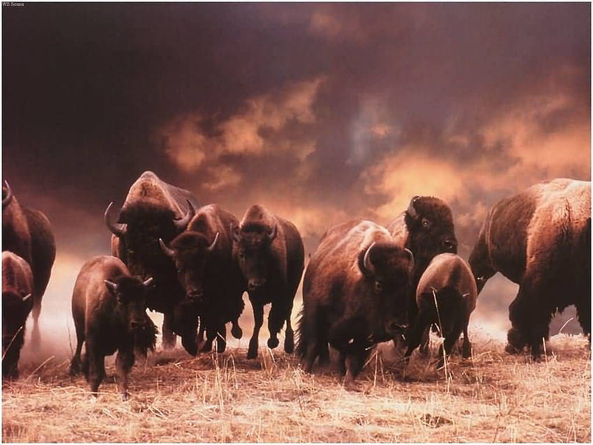 Herd of Running Buffalo. Buffalo. American life, Native American Buffalo HD wallpaper