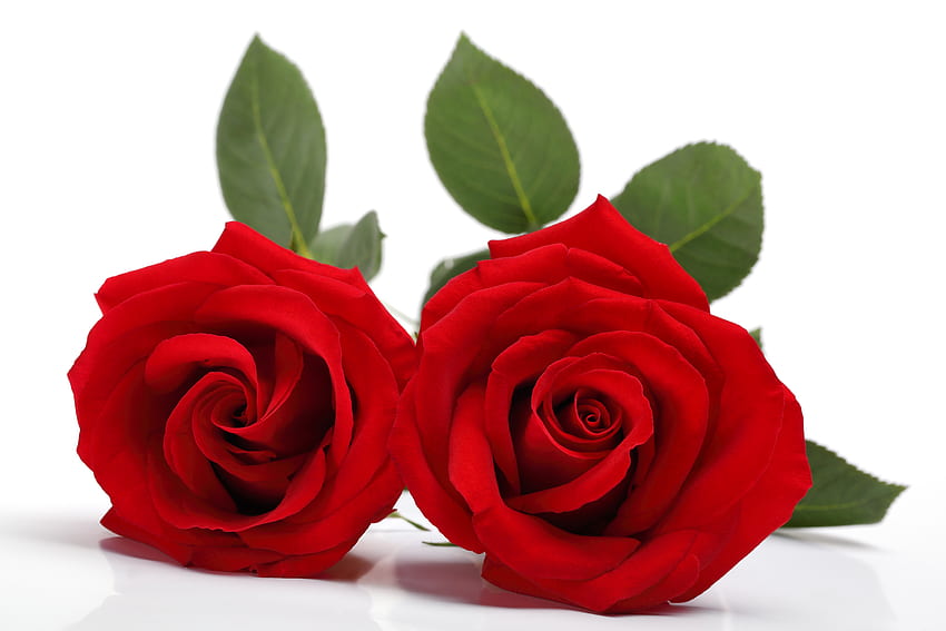 あなたと私、瞬間、赤いバラ、ロマンチック、愛 高画質の壁紙