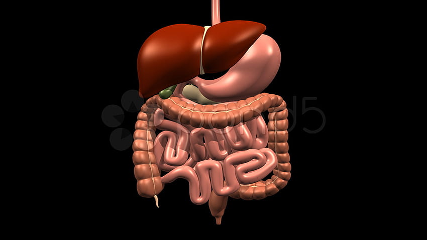 Système digestif W Foie et pancréas, rotation à 360 degrés - Système digestif 360 Fond d'écran HD