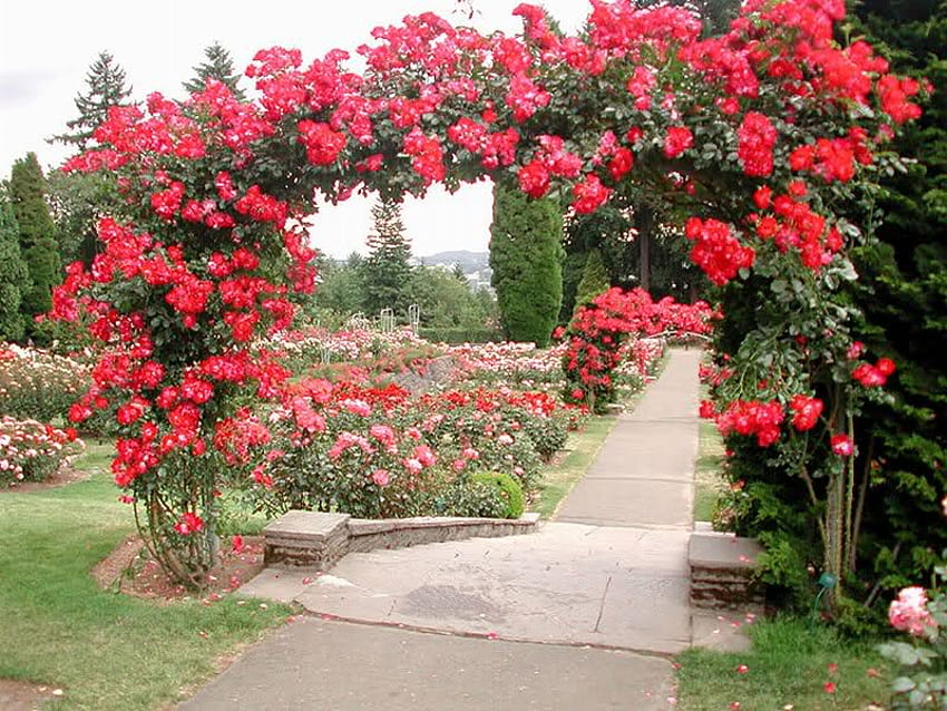 lengkungan mawar, mawar, lengkungan, merah, taman, alam Wallpaper HD