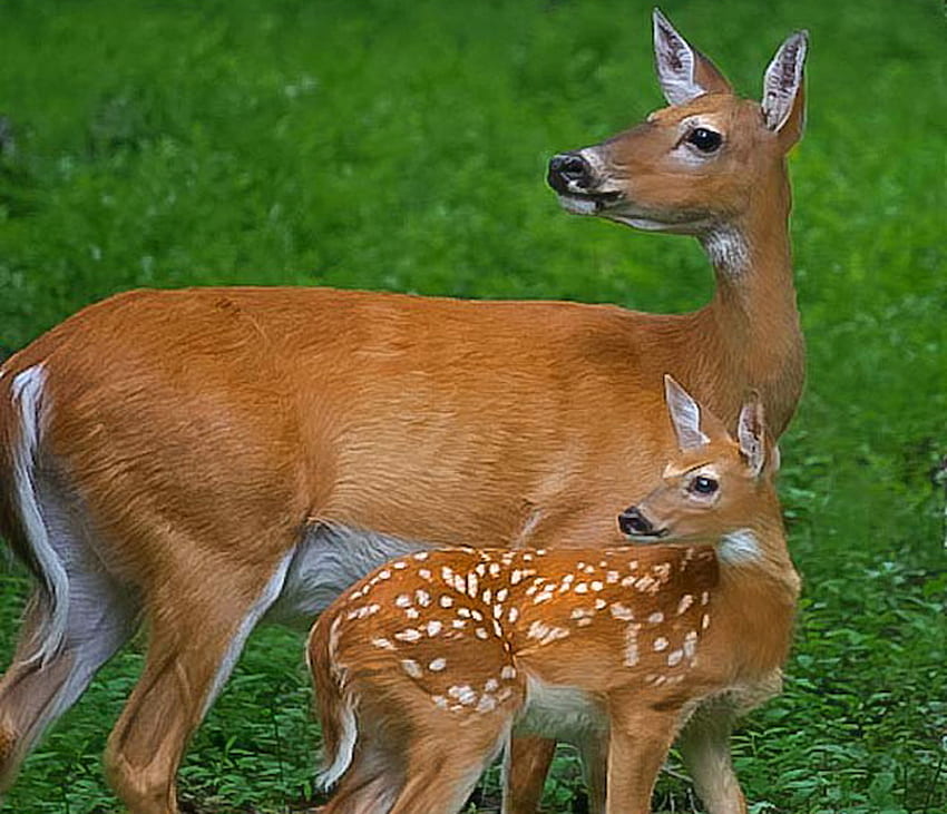 Biche un cerf une femelle cerf-, blanc, brun, faon, cerf, mère, biche, tacheté Fond d'écran HD
