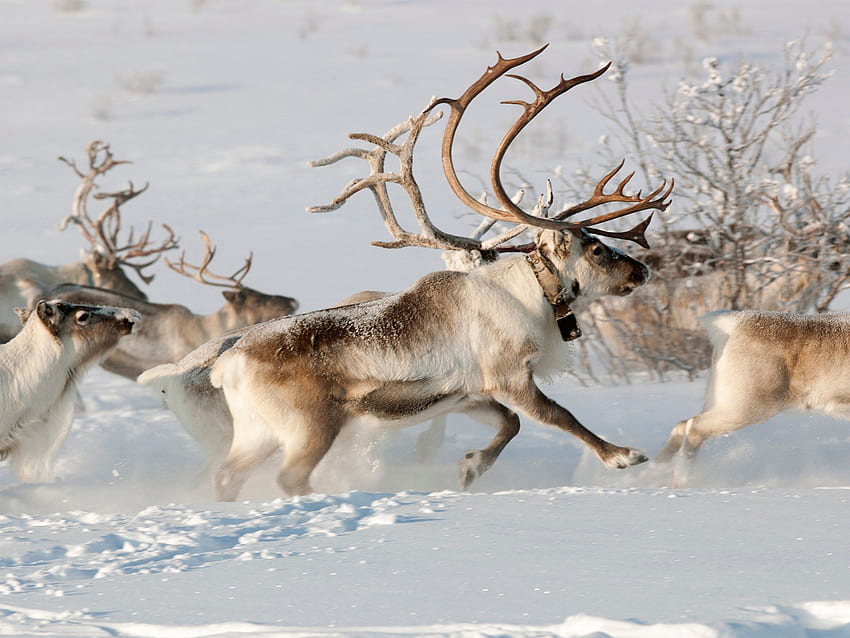 What the North Pole Actually Looks Like at Christmas. Reindeer, Arctic Reindeer HD wallpaper
