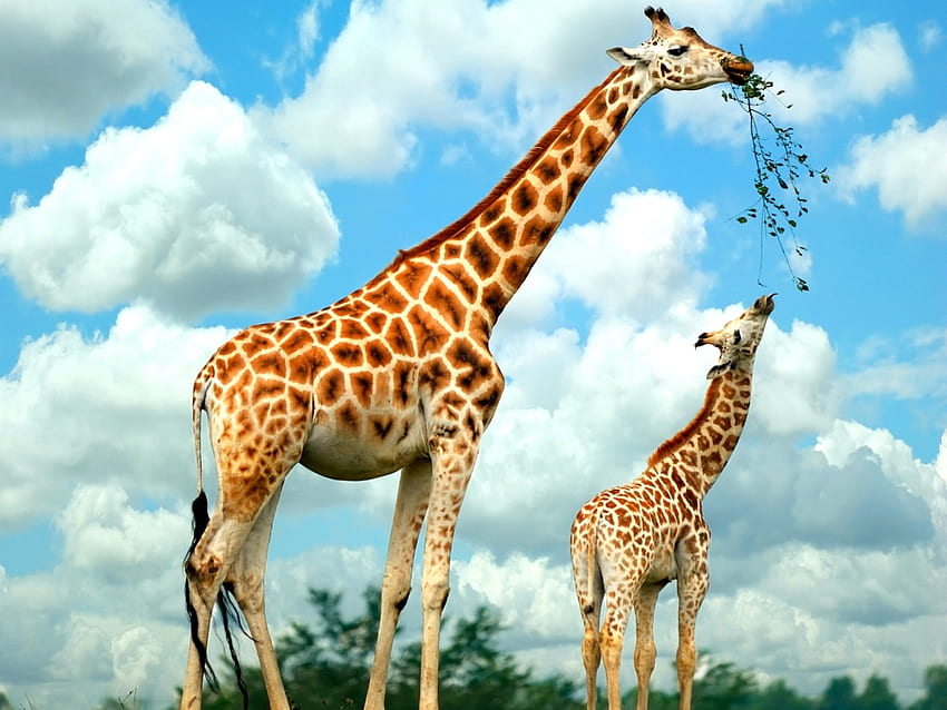 Animali, giraffe Sfondo HD