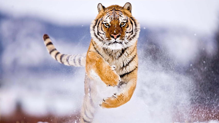 Siberian Tiger, Ice Tiger HD wallpaper