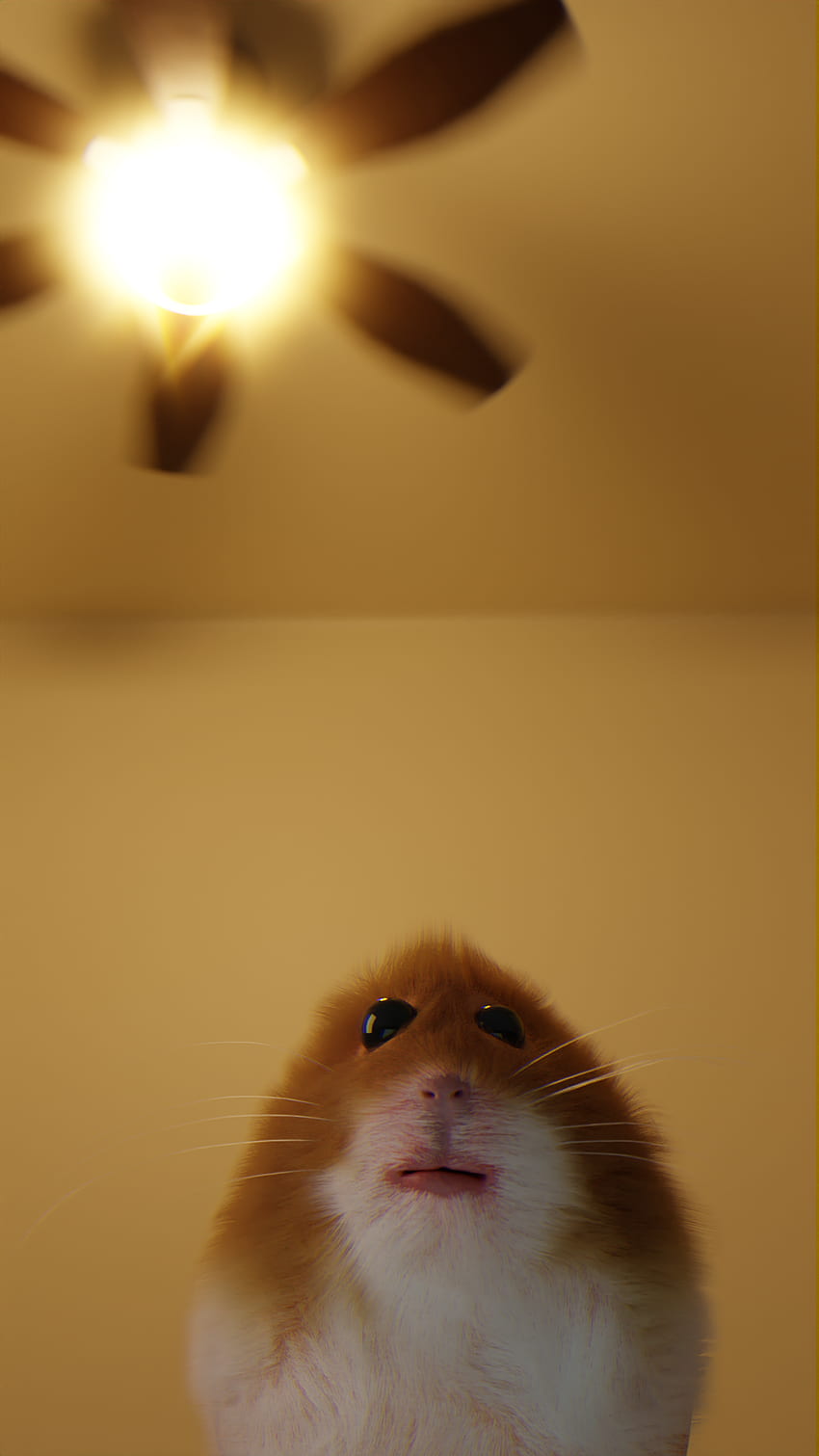 Staring Hamster, Hamster Meme HD phone wallpaper