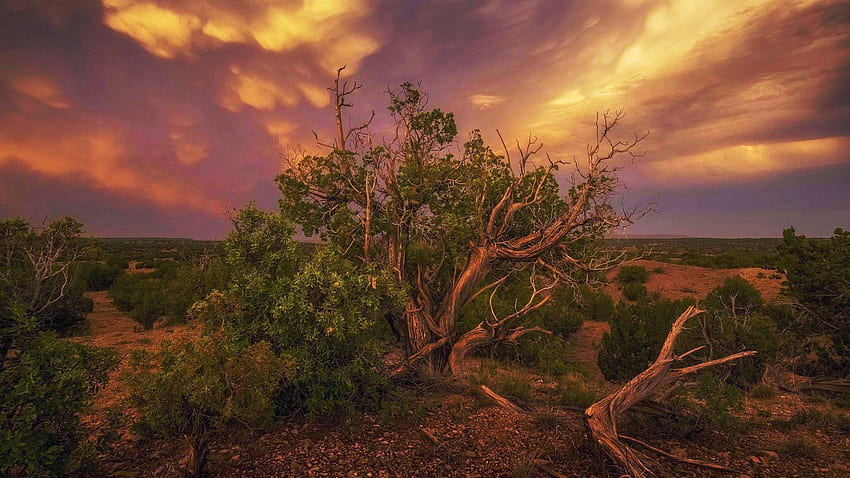 Mammatus clouds and old twisted Juniper in New Mexico, landscape, trees, colors, usa, sunset HD wallpaper