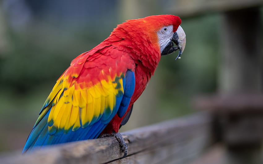 Arara vermelha, papagaio colorido, arara, lindo papagaio, arara em um galho, Ara macao papel de parede HD