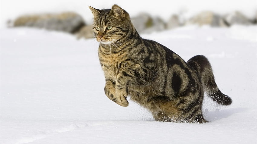 Kucing, Salju, Melompat untuk Layar Lebar - Gadis Wallpaper HD