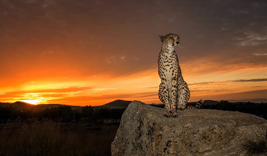 cheetah at sunset, feline, cheetah, sunset, boulder HD wallpaper