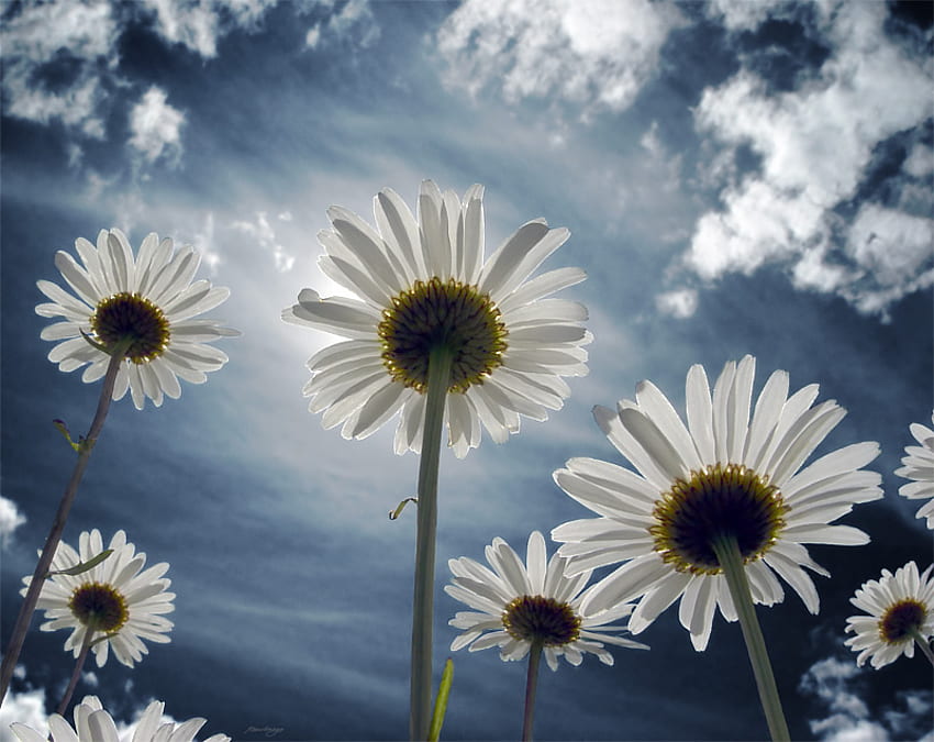 kwiaty i niebo, niebieski, stokrotka, niebo, przyroda, kwiaty Tapeta HD