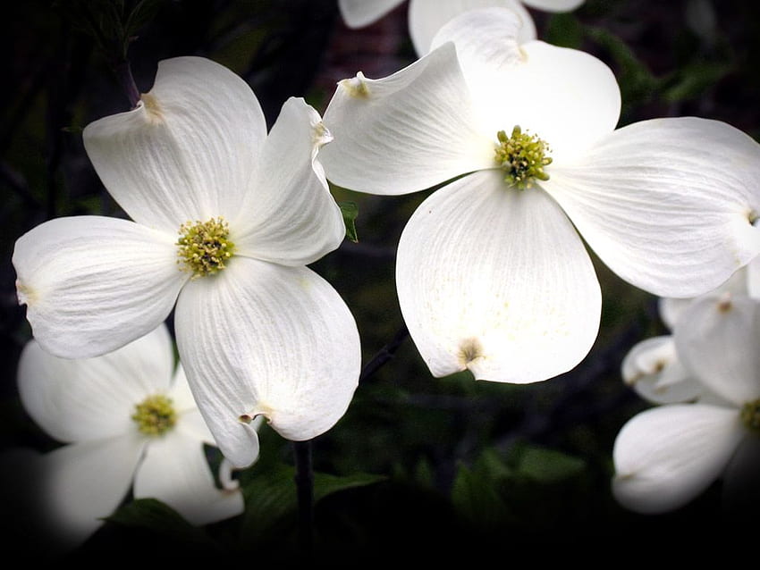 Blume des Hartriegels. Hartriegelblumen, Hartriegel, erstaunliche Blumen HD-Hintergrundbild