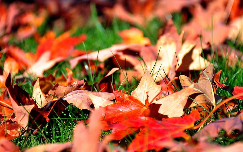 Nature, Grass, Autumn, Leaves, Greens, Lawn, Maple HD wallpaper