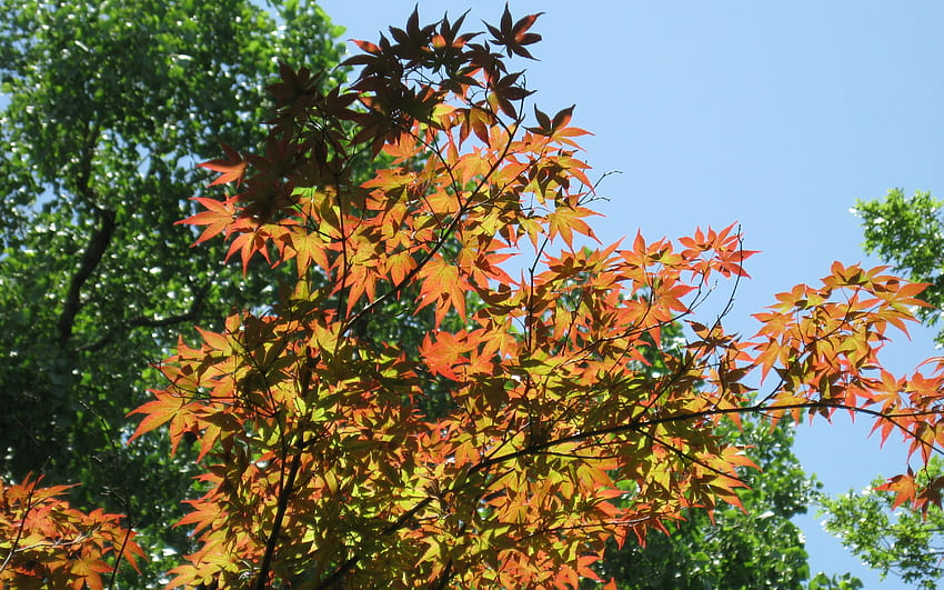 Japanese Maple, japanese, leaves, maple, leaf, foliage, tree HD wallpaper