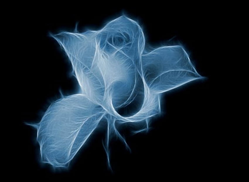 Rose, blue, roses, art, flower, fractal HD wallpaper
