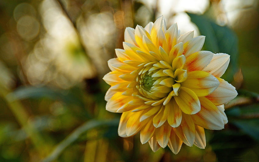 Dahlia, Yellow, Closeup, Flower HD wallpaper | Pxfuel