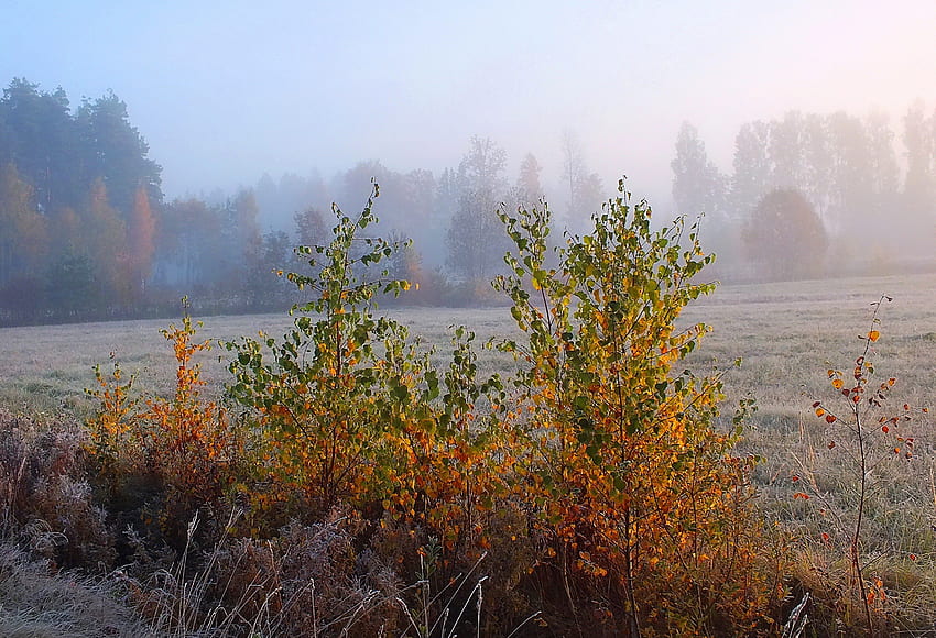 Morgennebel, Felder, Herbst, Natur, Sonnenaufgang HD-Hintergrundbild