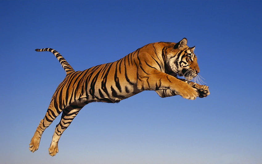 Zwierzęta, drapieżnik, tygrys, odbijanie, skakanie Tapeta HD