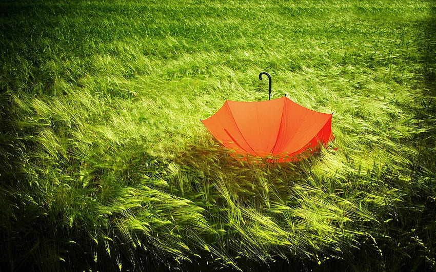 Nature, Grass, Field, Umbrella, Wind, Bad Weather HD wallpaper