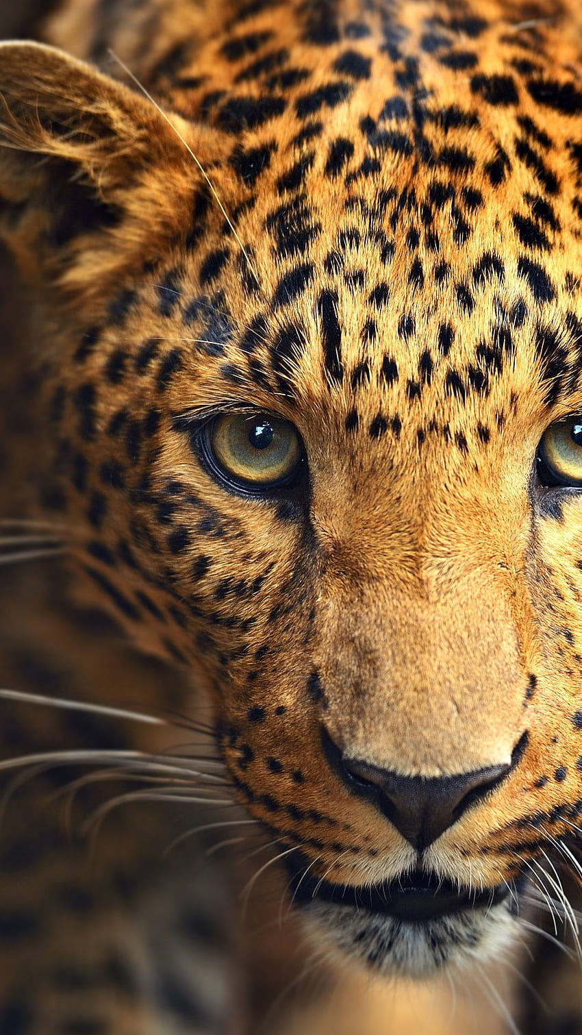 Animal Terrestre, Jaguar, Televisão, Leopardo, Cheetah Papel de parede de celular HD