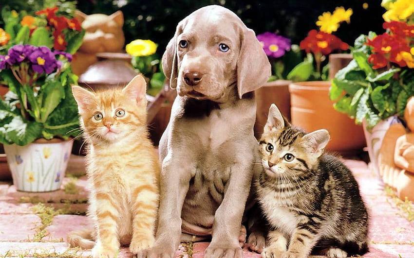 강아지와 고양이 - 강아지와 고양이 배경화면 - - teahub.io HD 월페이퍼