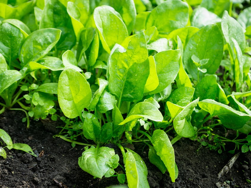 Issues With Spinach - How To Avoid Spinach Diseases And Pest Problems HD wallpaper