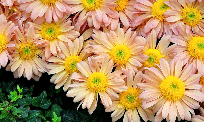 Blumen, hell, Nahaufnahme, Grüntöne, Blumenbeet, Blumenbeet HD-Hintergrundbild