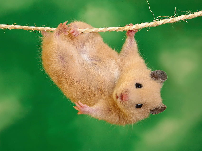 Panjat Tali Untuk Senam. Hewan lucu , Hewan lucu , Hamster lucu, Meme Hamster Wallpaper HD