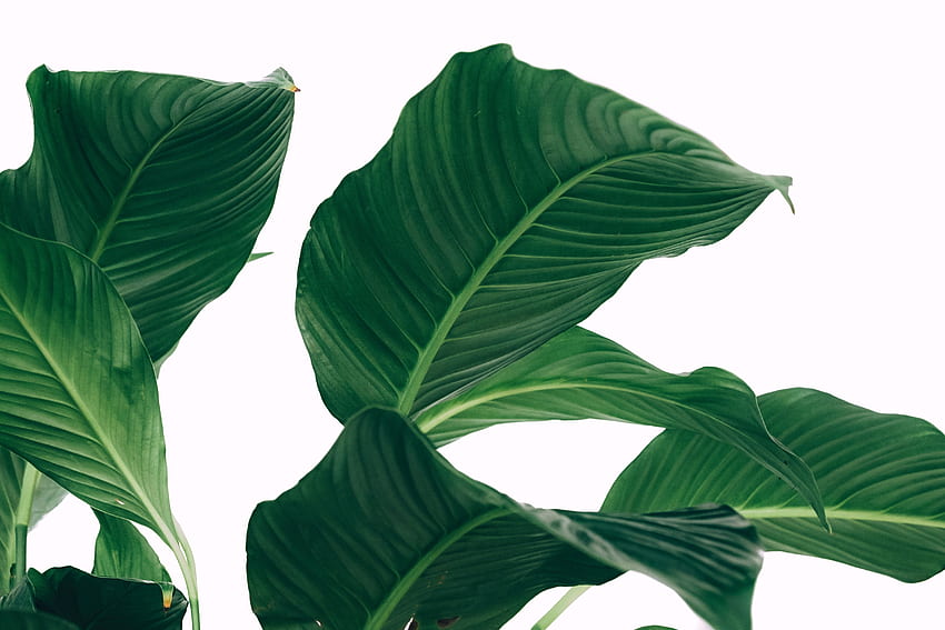 Minimalist Pastel Plant, Minimal Leaf HD wallpaper