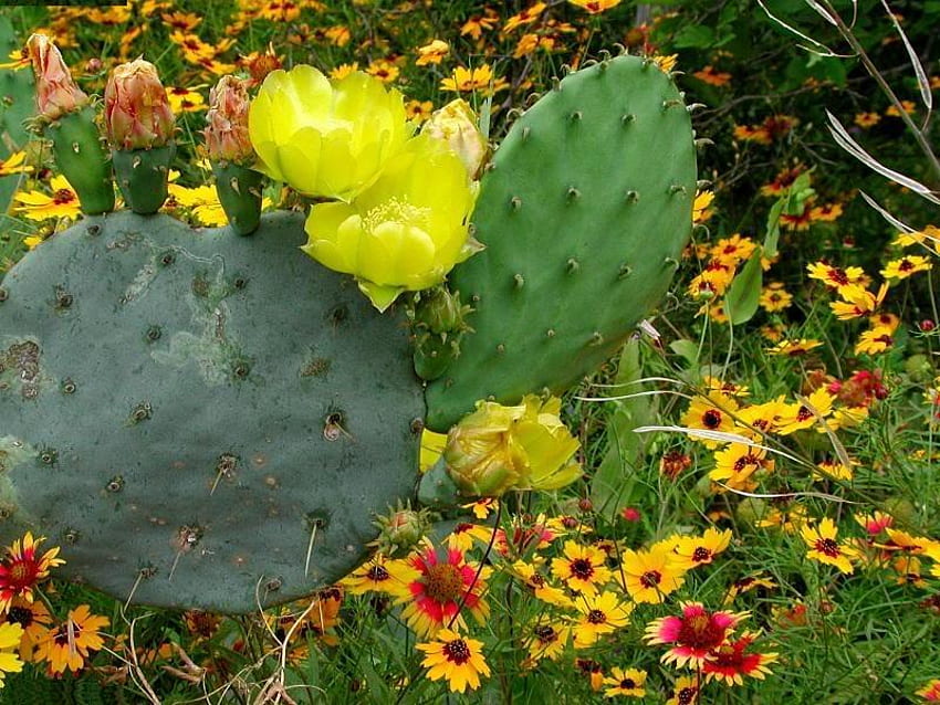 Flores de cactus y flores silvestres, en el sur de Texas, amarillo, cactus, flores, floración fondo de pantalla