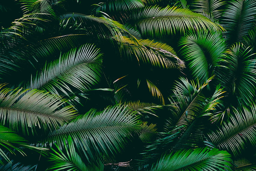 Nature, Leaves, Palm, Branches HD wallpaper