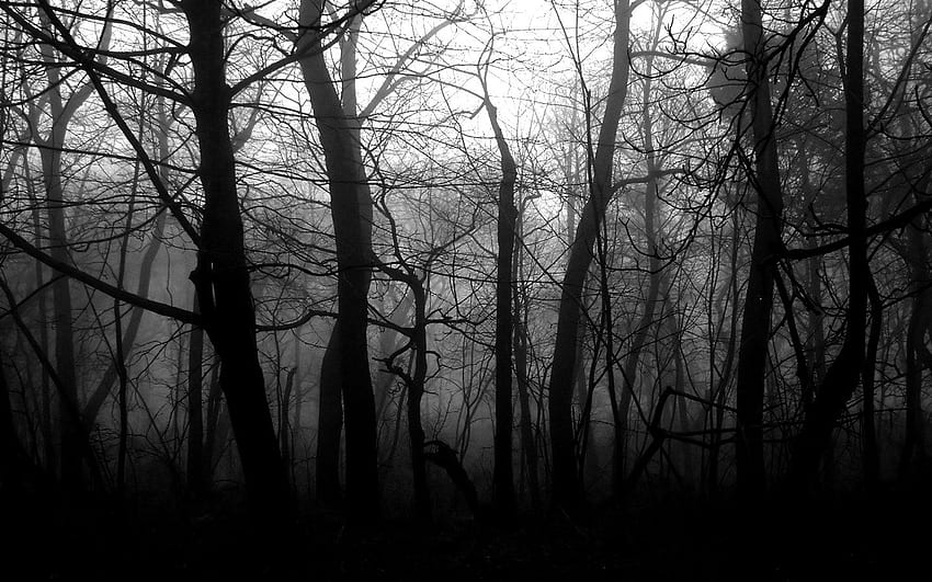 Black And White Forest Pretty [] for your , Mobile & Tablet. Explore Black and White Forest . Dark Forest , Black Forest Germany, Black and White Woods HD wallpaper