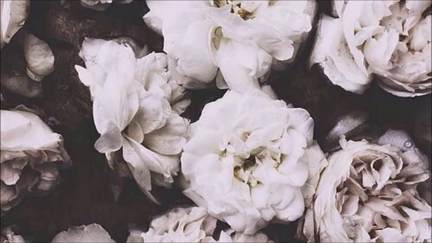 Esthétique des roses mortes sur ..dog Fond d'écran HD