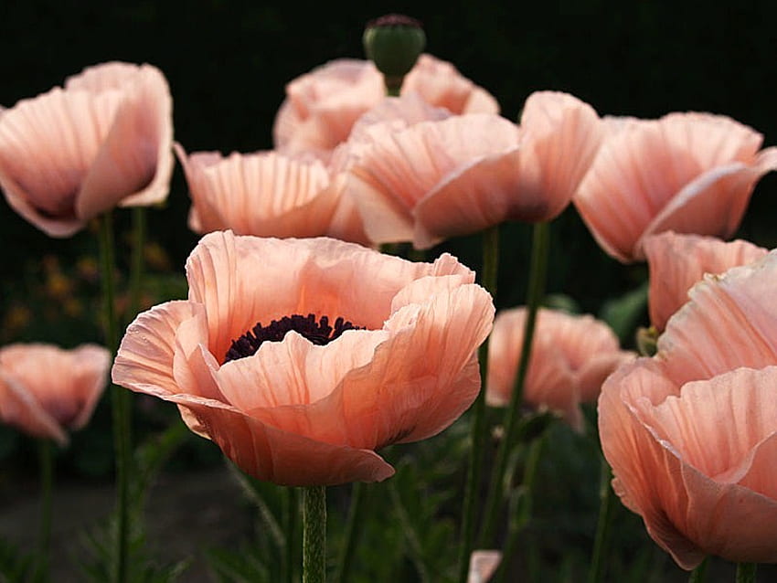 Poppy pink, poppies, pink, black background, group HD wallpaper