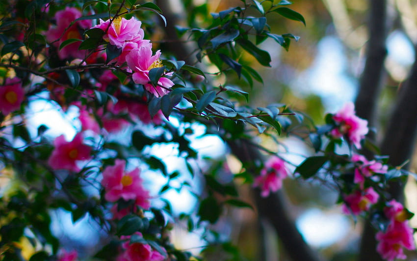 Nature, Flowers, Pink, Plant, Branches HD wallpaper