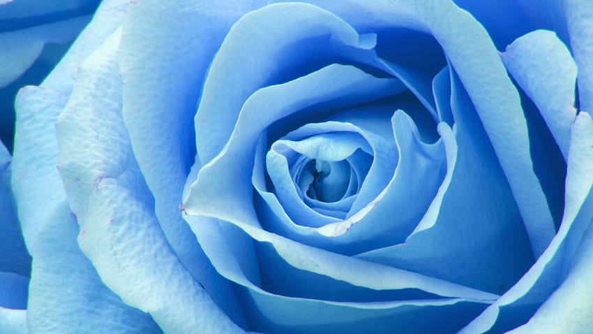 Flower Blue Rose Zoom Love, Blue Roses HD wallpaper