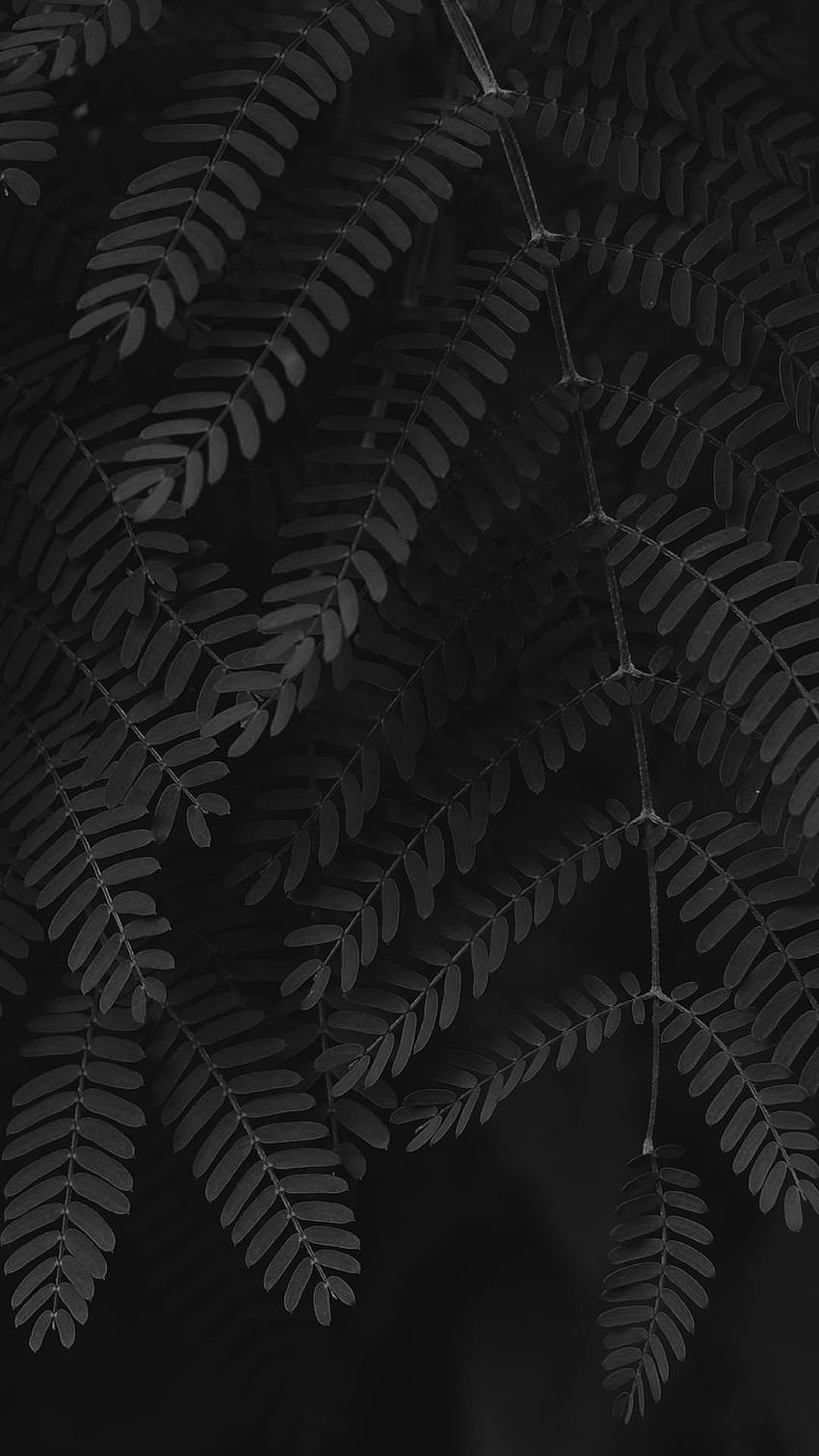 Black Leaves, Dark Leaves Aesthetic HD phone wallpaper