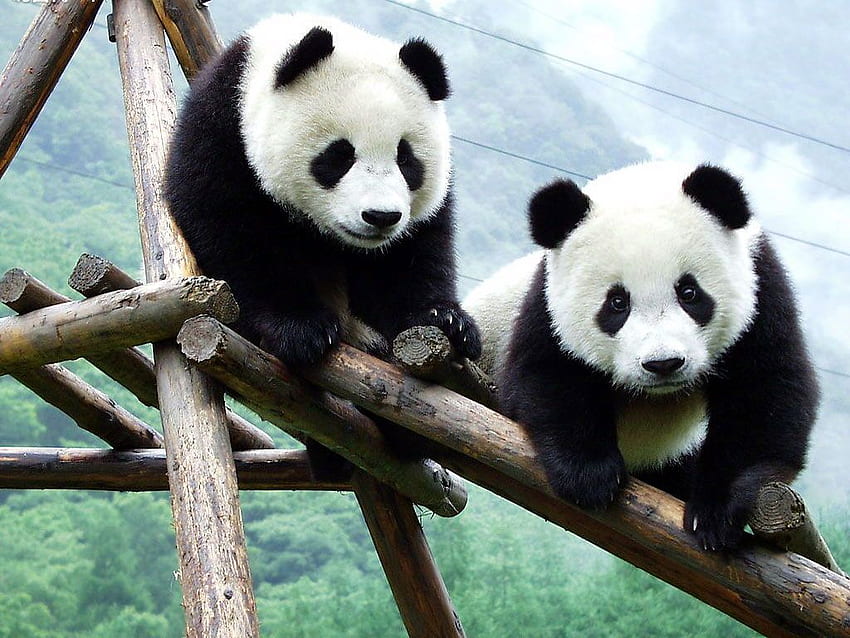 Visit Adorable Baby Cubs at China's New Panda Center