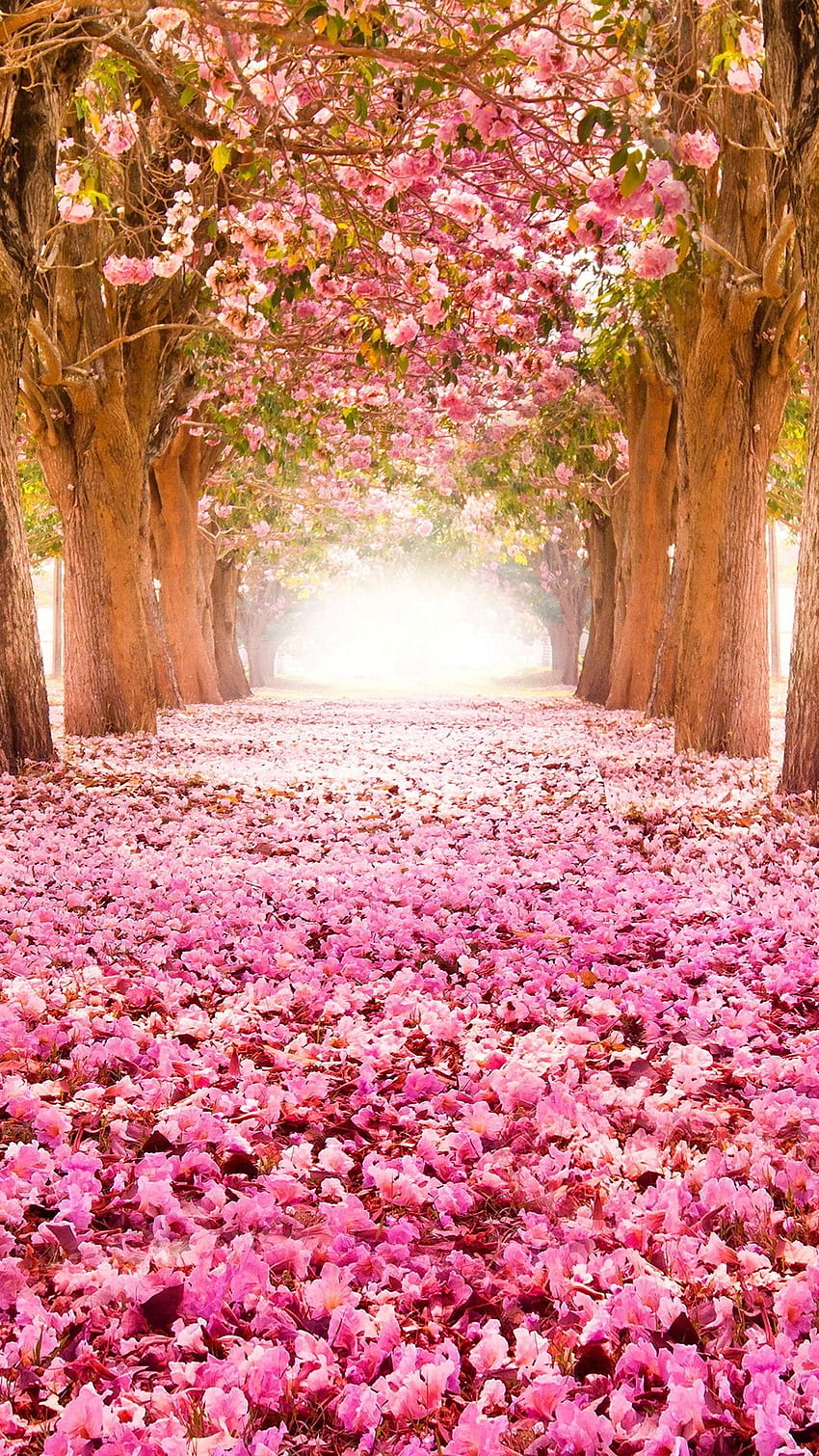 Cute, Pink Forest, Spring Flowers HD phone wallpaper