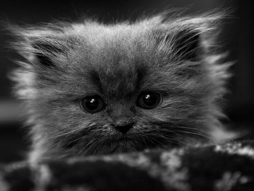 Black & White of Precious Little Kitty Face, sweet, kitten, grey, graphy, black and white, sad face, cute HD wallpaper
