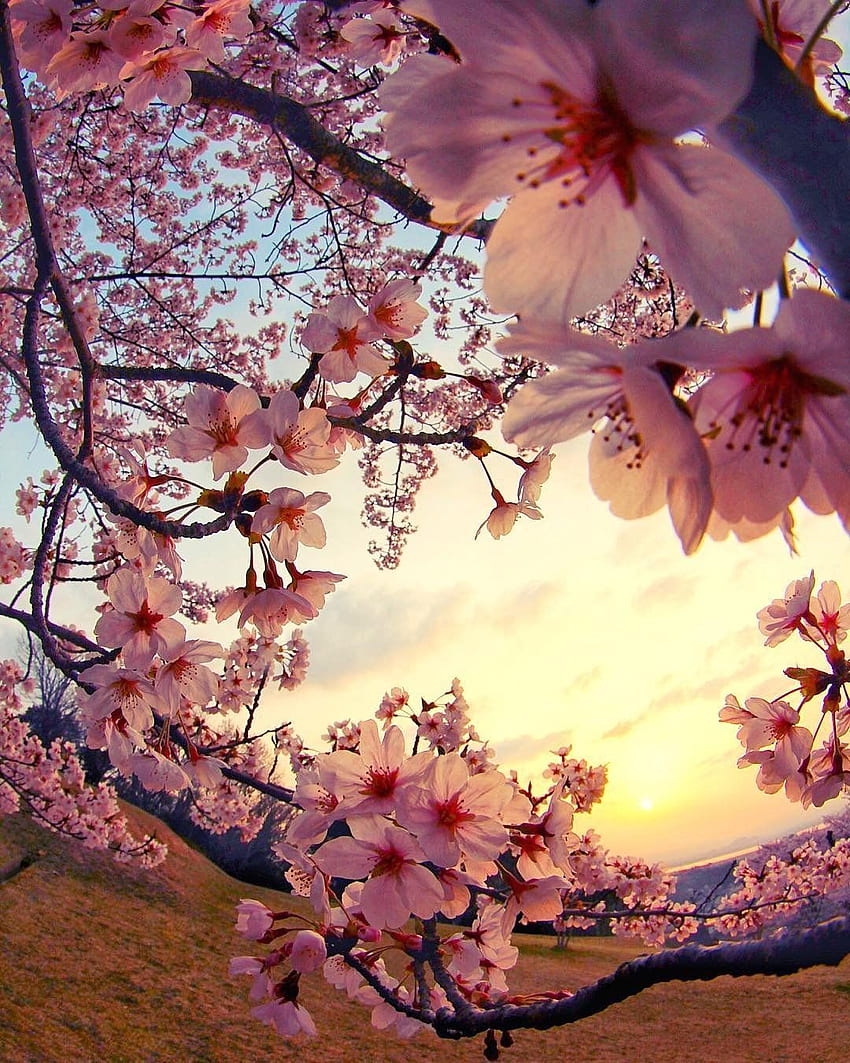 Красотата на Сакура (вишнев цвят) при залез слънце, Япония. : Най-красив. Черешов цвят , Сакура черешов цвят, Красива природа, Япония Черешов цвят iPhone HD тапет за телефон