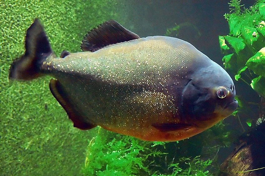 Piranha, killer fish, in tank HD wallpaper