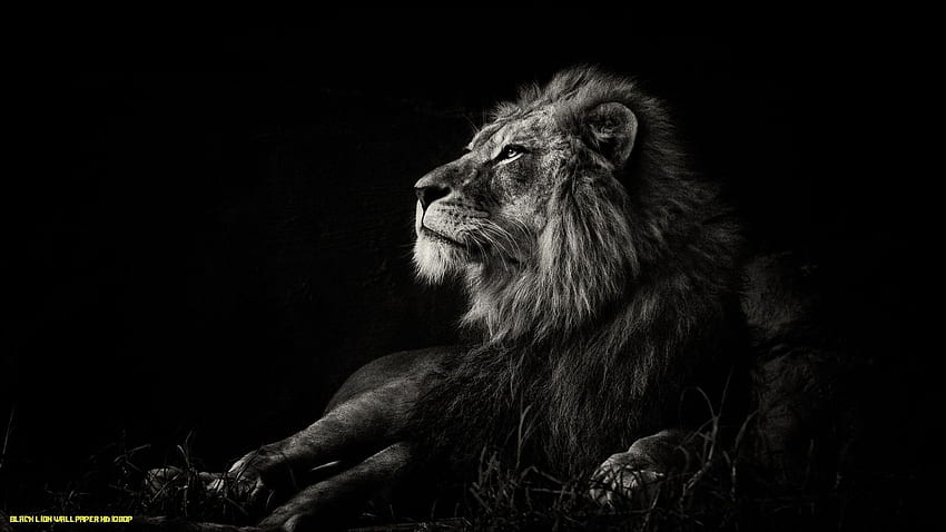 Black Lion 13p.: Với lông mượt màu đen như đêm tối, Black Lion 13p. sẽ khiến bạn bị cuốn hút vào vẻ đẹp tuyệt vời và sự bảo vệ mạnh mẽ của một sư tử đích thực.