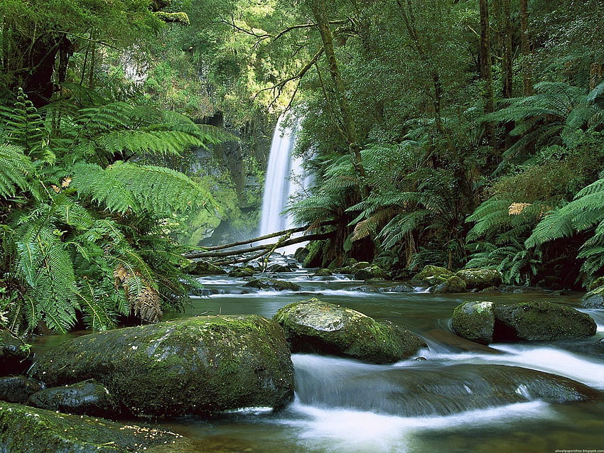 Nature, Stones, Waterfall, Fern, Greens, Australia HD wallpaper
