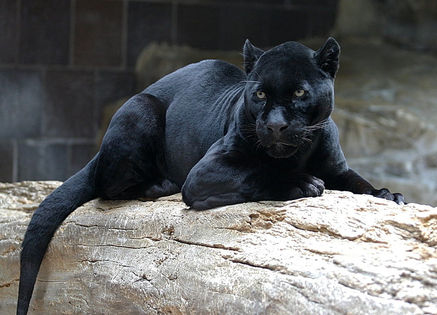 สัตว์ นอนลง โกหก นักล่า แมวตัวใหญ่ ท่อนซุง เสือดำ วอลล์เปเปอร์ HD