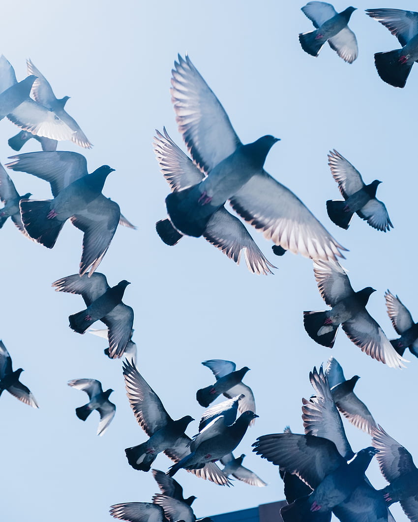 Animals, Birds, Sky, Pigeons, Flight HD phone wallpaper