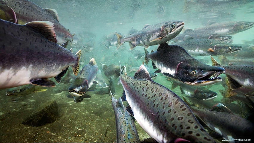 2,450 Pacific Salmon Stock Photos, High-Res Pictures, and Images - Getty  Images