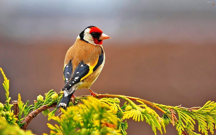 Goldfinch, resting, bird, songbird, colors, twig HD wallpaper