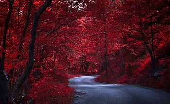 Red nature autumn roads trees HD wallpapers | Pxfuel