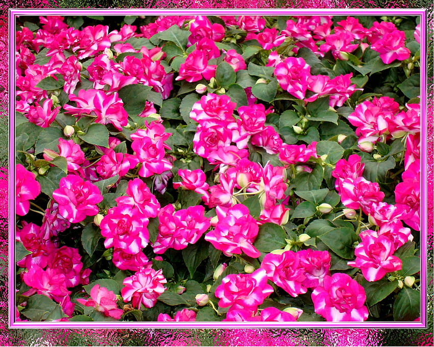 Framed Double Impatiens, garden, spring, bloom, summer, impatiens, pink, plant, flower, graph, blossom HD wallpaper