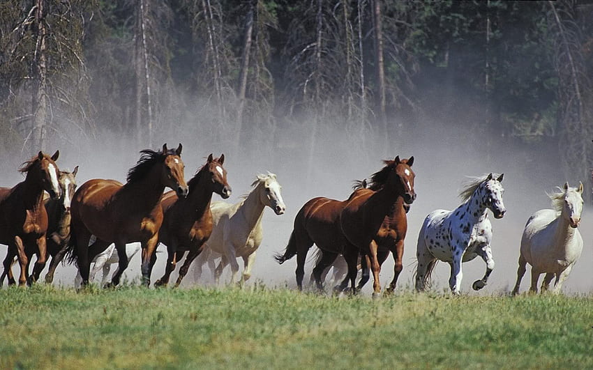 Running Horses Background, HQ, Demi Bowley, 7 Horses HD wallpaper